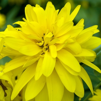 Rudbeckia laciniata var. hortensia 'Golden Glow' 