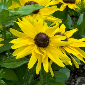 Rudbeckia hirta 'Radiance'