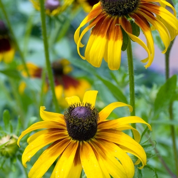 Rudbeckia hirta 'Hot Chocolate'