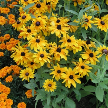 Rudbeckia hirta 'Goldilocks'