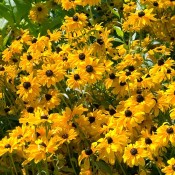 Rudbeckia hirta 'Goldilocks' 