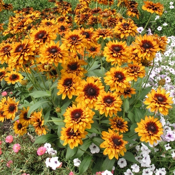 Rudbeckia hirta 'Cherokee Sunset' 