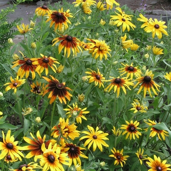 Rudbeckia hirta 'Becky Mix'