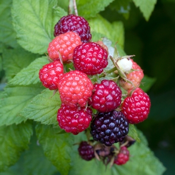 Rubus occidentalis 'Jewel' 