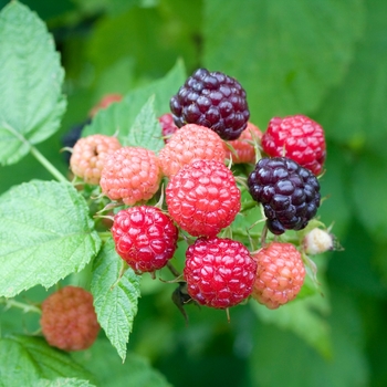 Rubus occidentalis 'Jewel'