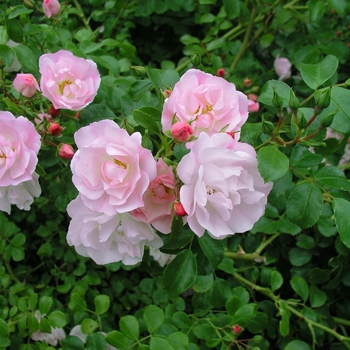 Rosa Flower Carpet® 'Appleblossom'