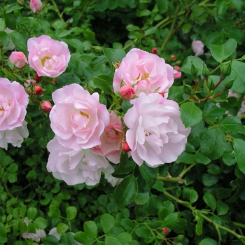 Rosa 'Appleblossom' Noamel