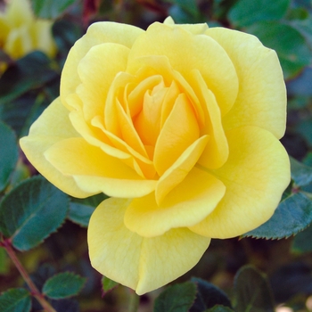 Rosa 'Yellow Jacket'