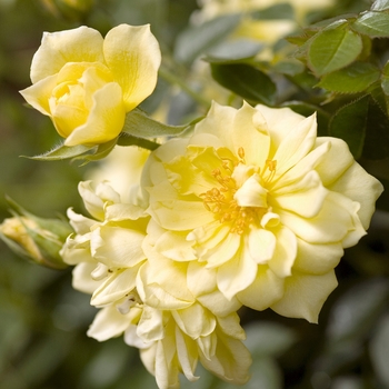 Rosa 'Yellow Ribbons'