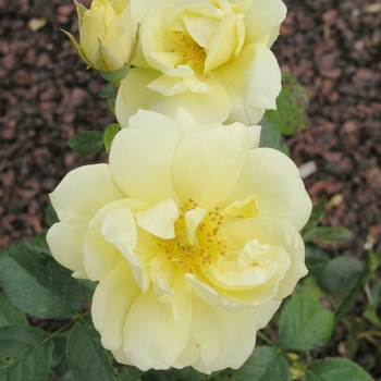Rosa Flower Carpet® 'Yellow'