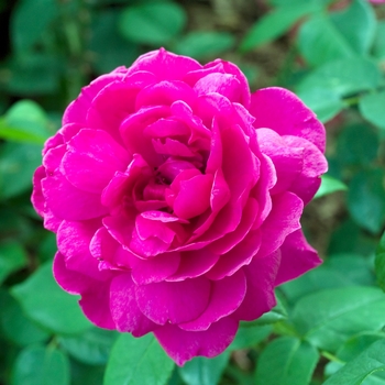 Rosa 'Wise Portia'