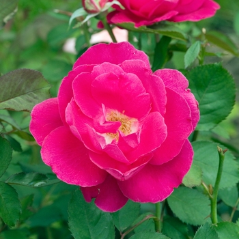 Rosa 'Winnipeg Parks'