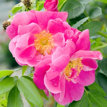 Rosa 'William Baffin' 