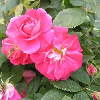 Rosa 'William Baffin' 