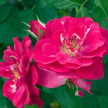 Rosa 'Will Scarlet'