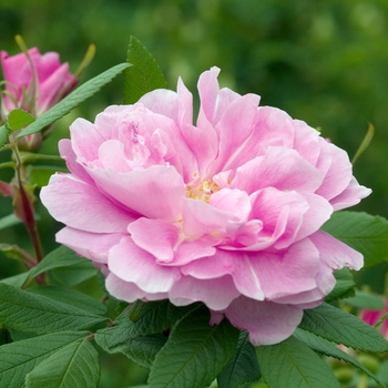 Rosa rugosa 'Will Alderman'