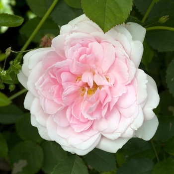 Rosa 'Wife Of Bath' Auswife