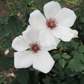 Rosa 'White Wings'