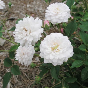 Rosa 'White Pet'