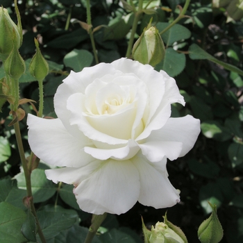 Rosa 'White Lightnin'' 