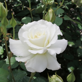 Rosa 'White Lightnin''