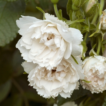 Rosa rugosa 'Grootendorst White' 
