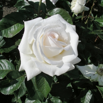 Rosa 'Whisper' PP25979