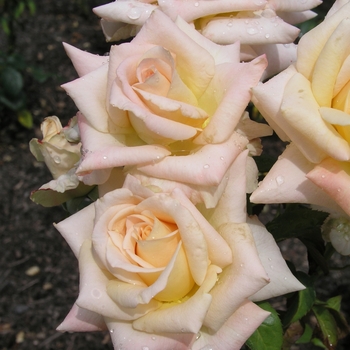 Rosa 'Vanilla Perfume'