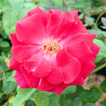 Rosa 'Valentine'