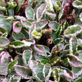 Ajuga reptans 'Planet Zork' 