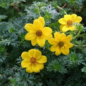 Bidens 'Flare™ Petite Gold'