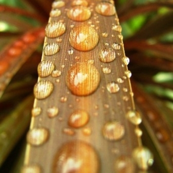 Cordyline 'Caramel' 