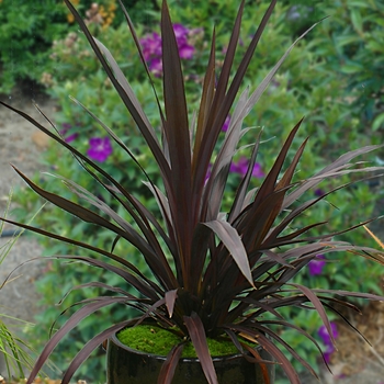 Cordyline 'Renegade' 