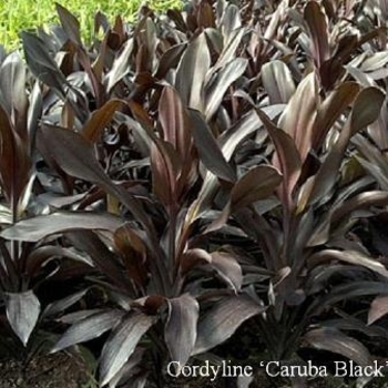 Cordyline 'Bra01' PP19825