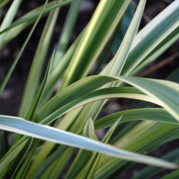 Cordyline australis 'Torbay Dazzler'