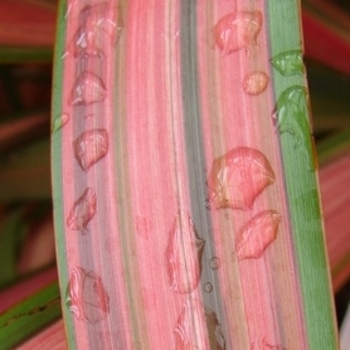 Phormium 'Centerpiece™ Jester'