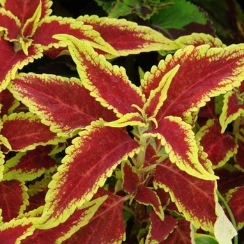 Coleus 'Defiance'