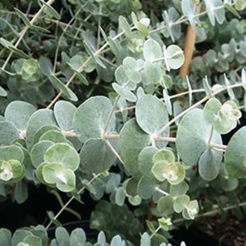 Eucalyptus pulverulenta 'Baby Blue'