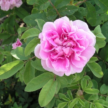 Rosa 'Therese Bugnet'