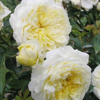 Rosa 'The Pilgrim' 