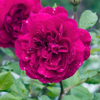 Rosa 'Tess of the d'Urbervilles'