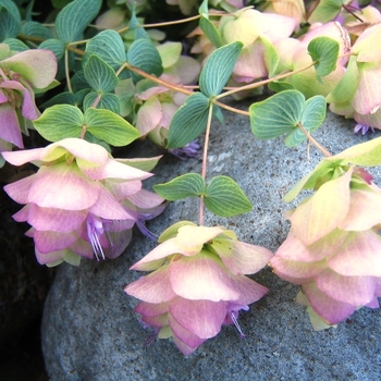 Origanum rotundifoluim 