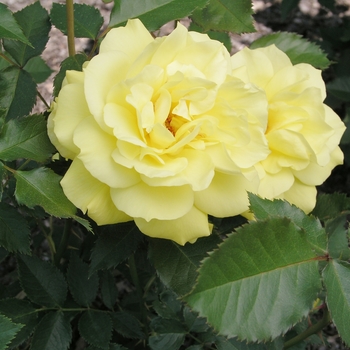 Rosa 'Sunsprite' 