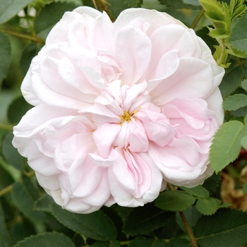 Rosa 'Stanwell Perpetual'