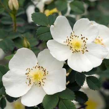 Rosa spinosissima