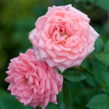 Rosa 'Cupcake™' SPIcup