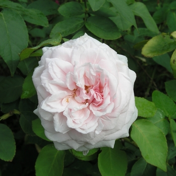 Rosa 'Souvenir de la Malmaison' 