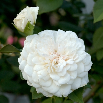 Rosa 'Sombreuil'