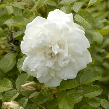 Rosa 'Sir Thomas Lipton'