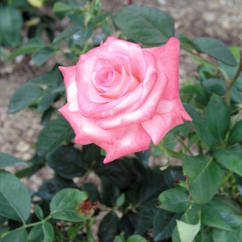 Rosa 'Sheer Elegance' 
